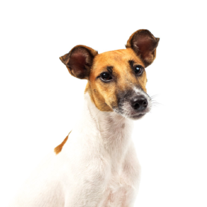 Petland Iowa City, Iowa Smooth Fox Terrier