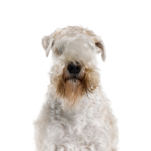 Petland Iowa City, Iowa Soft Coated Wheaten Terrier