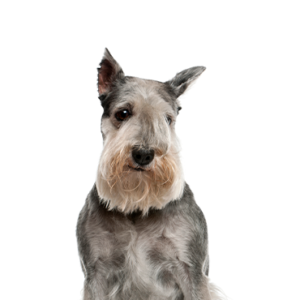 Petland Iowa City, Iowa Standard Schnauzer