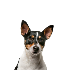 Petland Iowa City, Iowa Toy Fox Terrier