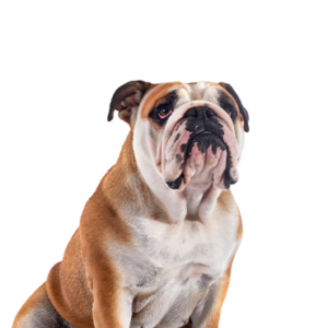 Petland Iowa City, Iowa Victorian Bulldog