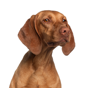 Petland Iowa City, Iowa Vizsla