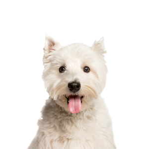 Petland Iowa City, Iowa West Highland Terrier