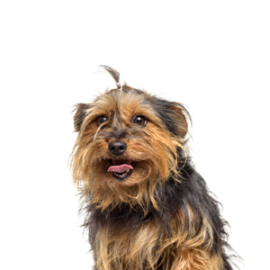 Petland Iowa City, Iowa Yorkie-Chon