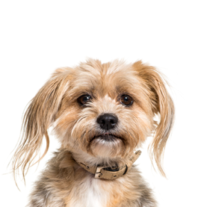 Petland Iowa City, Iowa Yorkiepoo
