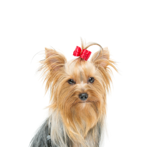 Petland Iowa City, Iowa Yorkshire Terrier