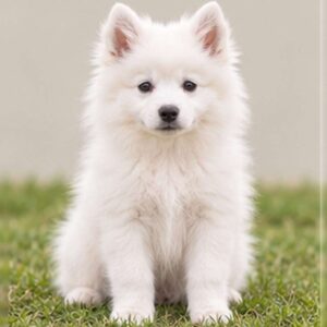 Fluffy white dog with a smiling expression, standing proudly on grass
