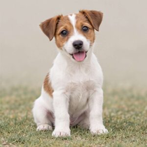Small, energetic dog with a predominantly white coat and brown markings