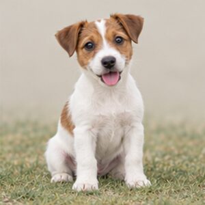 Small, energetic dog with a predominantly white coat and brown markings