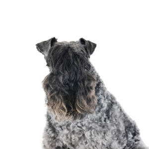 Petland Iowa City, Iowa Kerry Blue Terrier