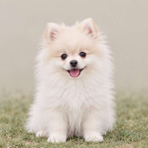 Fluffy white and tan dog standing attentively with a playful expression