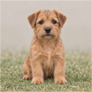 Small, scruffy dog with a wiry coat, alert posture, and expressive eyes