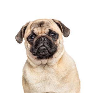 Petland Iowa City, Iowa Pug