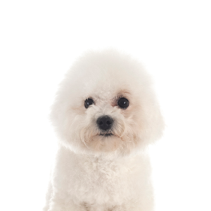 Petland Iowa City, Iowa Bichon Frise