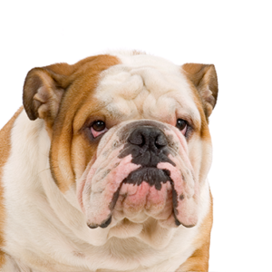 Petland Iowa City, Iowa English Bulldog