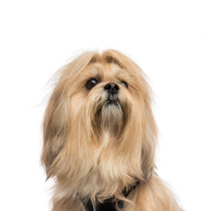 Petland Iowa City, Iowa Lhasa Apso