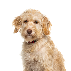 Petland Iowa City, Iowa Labradoodle