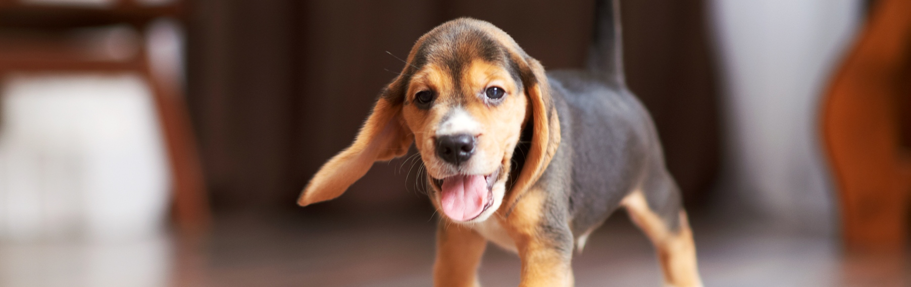 Pet Store Banner