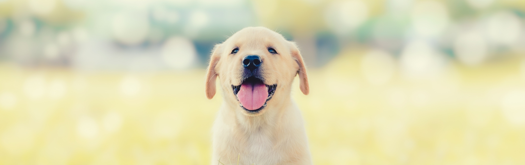 Pet Store Banner