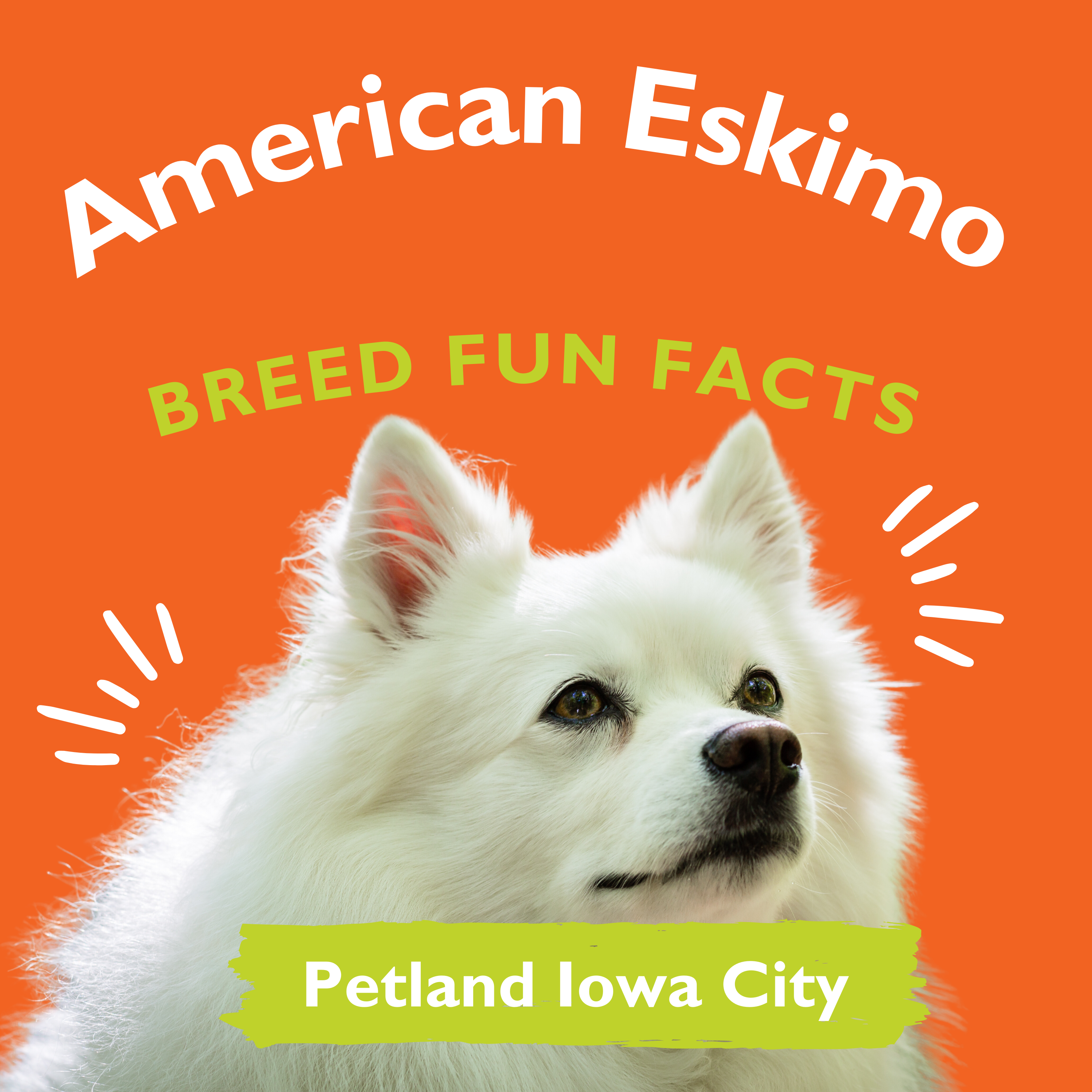 Amazingly Fun Facts – American Eskimo Puppies