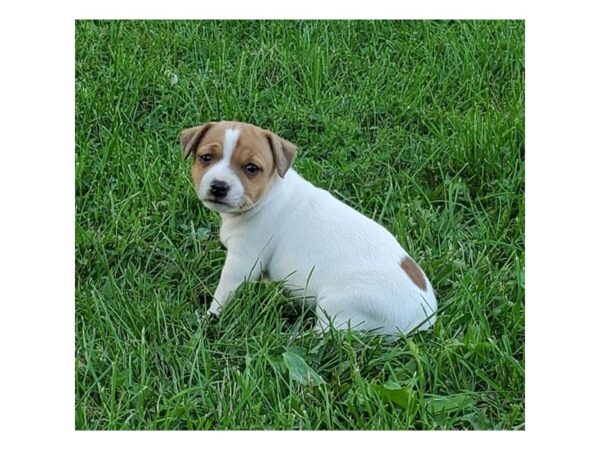 Jack Russell Terrier DOG Female White / Tan 15776 Petland Iowa City, Iowa