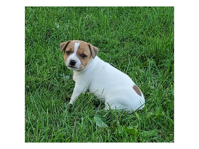 Jack Russell Terrier Dog Female White / Tan 15776