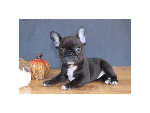 French Bulldog DOG Female Brindle 15772 Petland Iowa City, Iowa