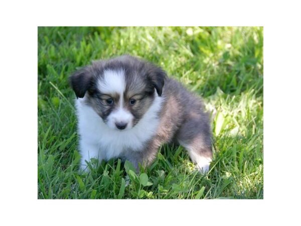 Shetland Sheepdog DOG Male Sable / White 15793 Petland Iowa City, Iowa