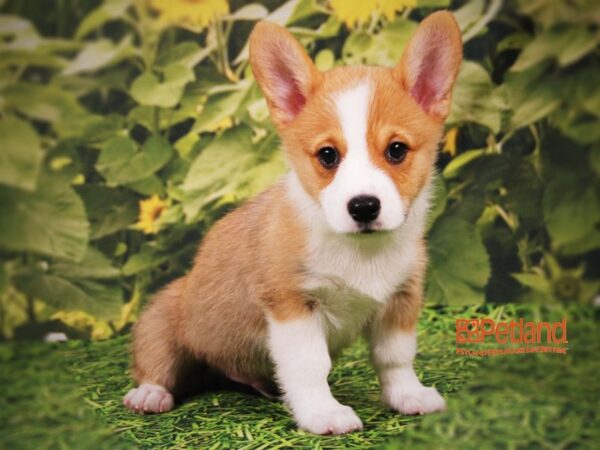 Pembroke Welsh Corgi DOG Male Red / White 15792 Petland Iowa City, Iowa