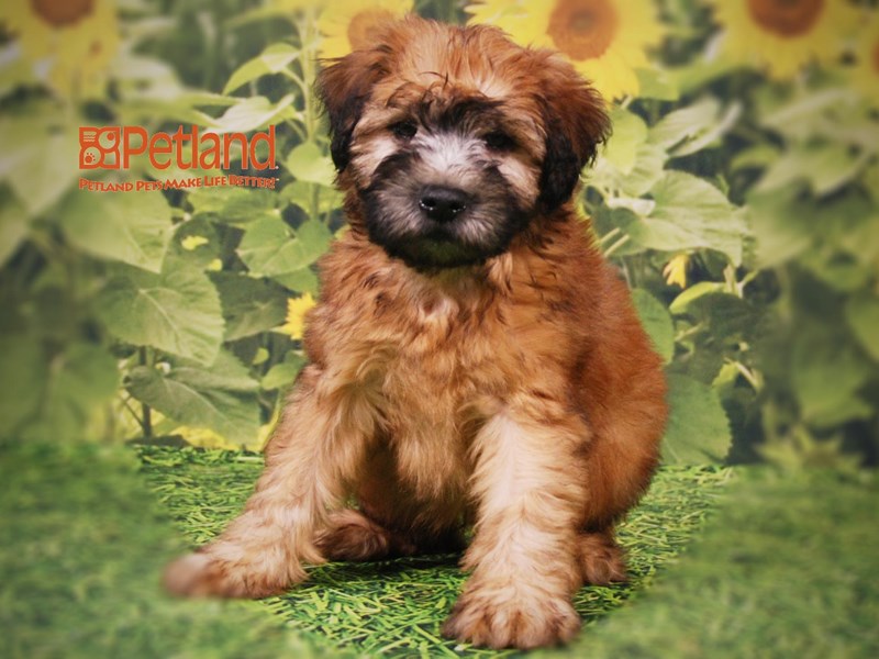 Soft Coated Wheaten Terrier Dog Male Wheaten 15808