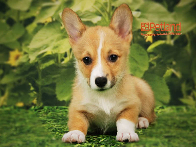 Pembroke Welsh Corgi Dog Female Red / White 15806