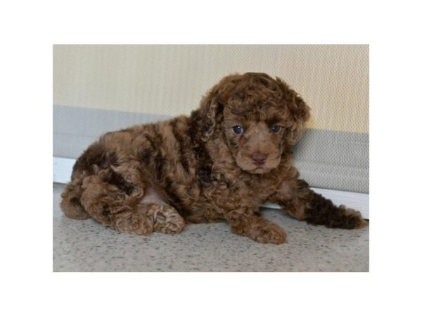 Poodle DOG Female Chocolate Merle 15819 Petland Iowa City, Iowa