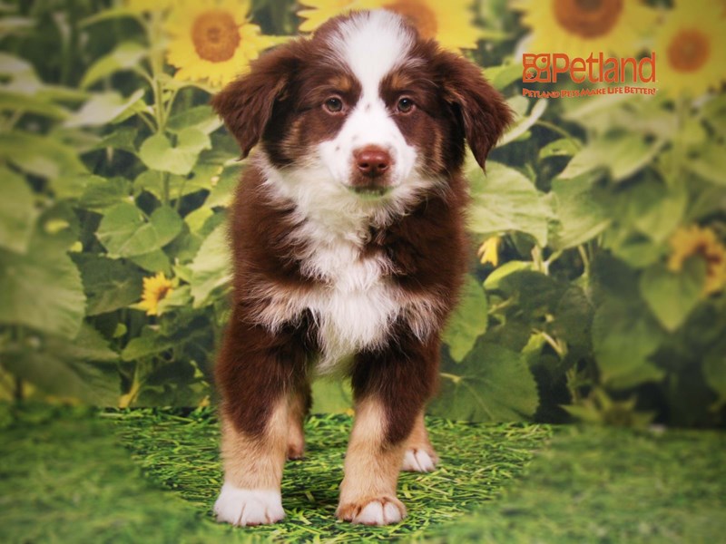 Australian Shepherd Dog Male Red 15816