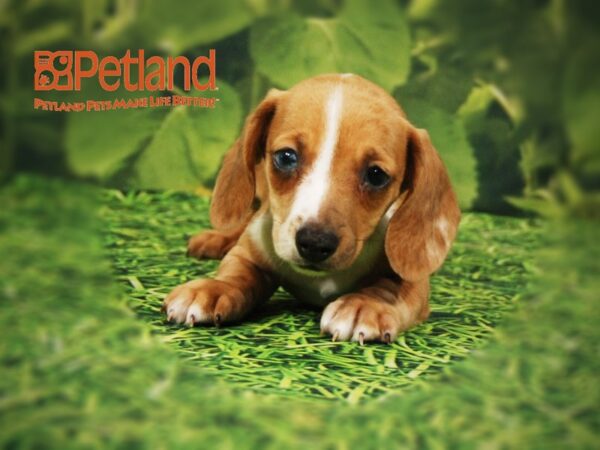 Dachshund DOG Male Red/White 15827 Petland Iowa City, Iowa