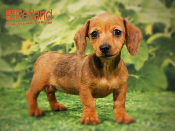 Dachshund DOG Female Red/Black 15825 Petland Iowa City, Iowa