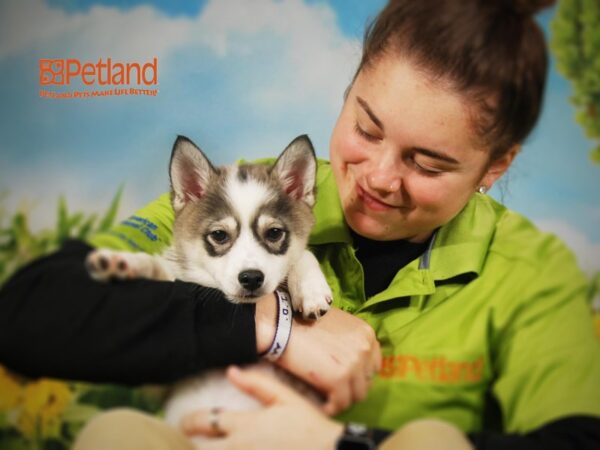 American Eskimo/Alaskan Klee Kai DOG Female White/Gray 15803 Petland Iowa City, Iowa