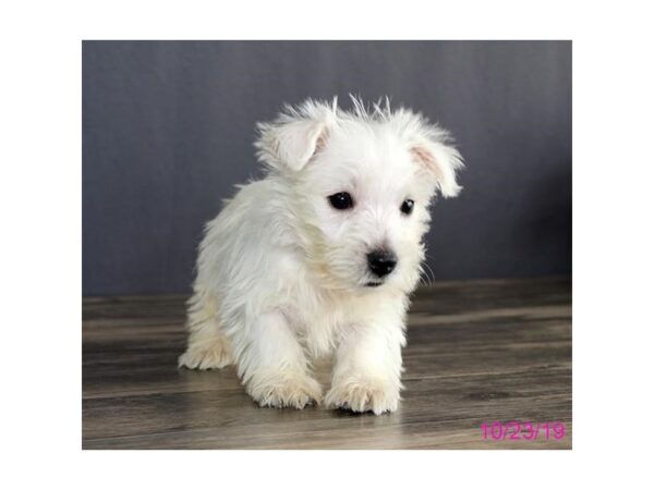 West Highland Terrier DOG Male White 15833 Petland Iowa City, Iowa