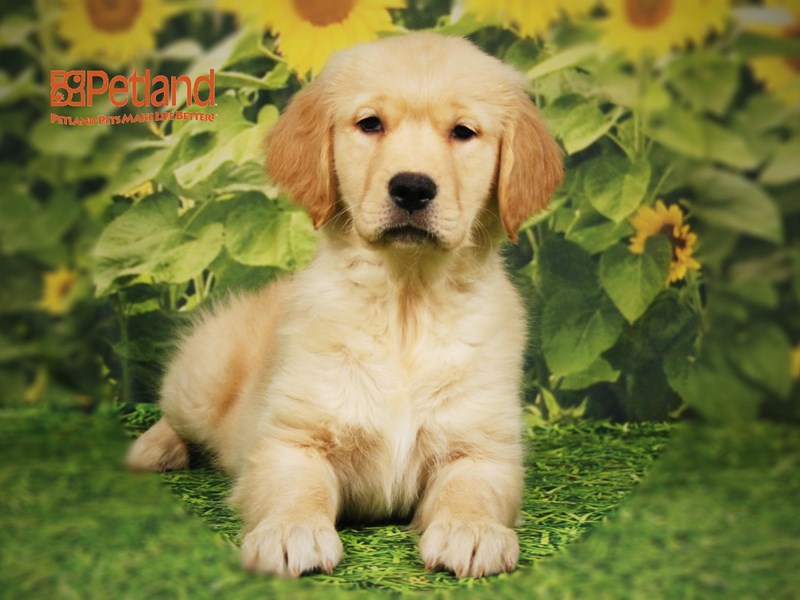 Golden Retriever Dog Female Cream 15828