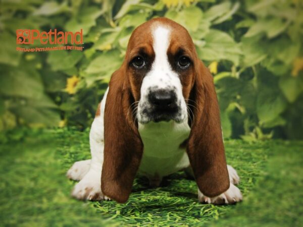 Basset Hound DOG Male Red / White 15836 Petland Iowa City, Iowa