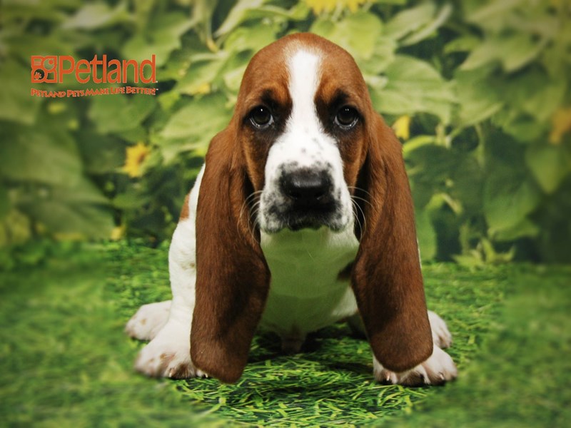 Basset HoundDOGMaleRed / White2507833Petland Iowa City, Iowa