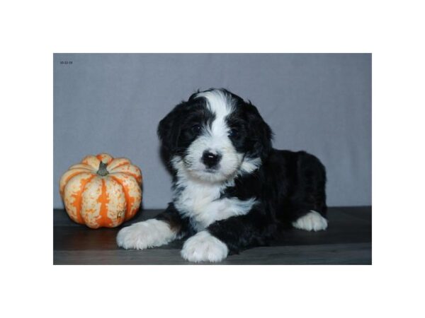 Poodle/Bernese Mountain Dog-DOG-Female-Black Tan / White-15846-Petland Iowa City, Iowa