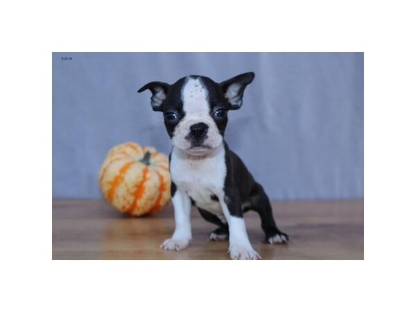 Boston Terrier DOG Male Brindle / White 15841 Petland Iowa City, Iowa