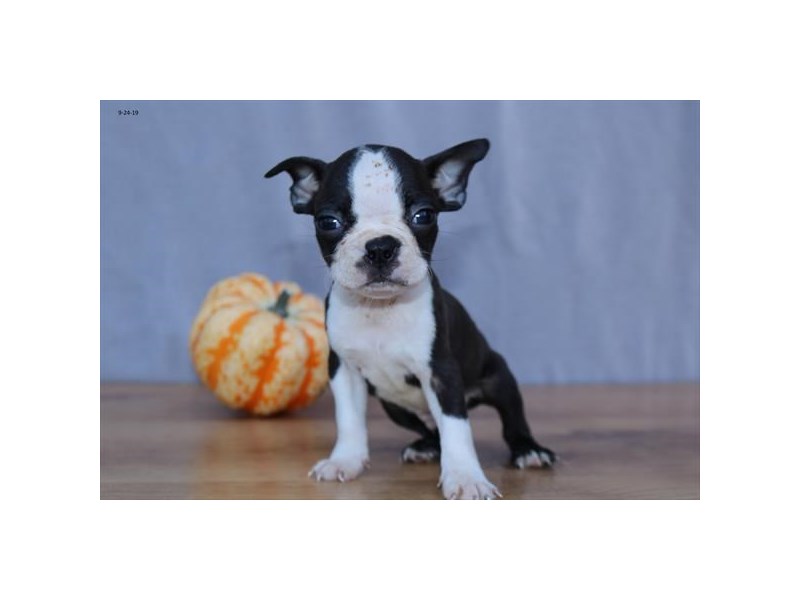 Boston Terrier Dog Male Brindle / White 15841