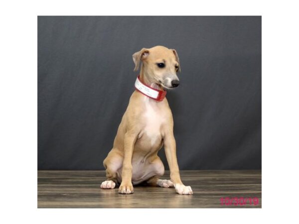 Italian Greyhound DOG Female Blue Fawn 15843 Petland Iowa City, Iowa