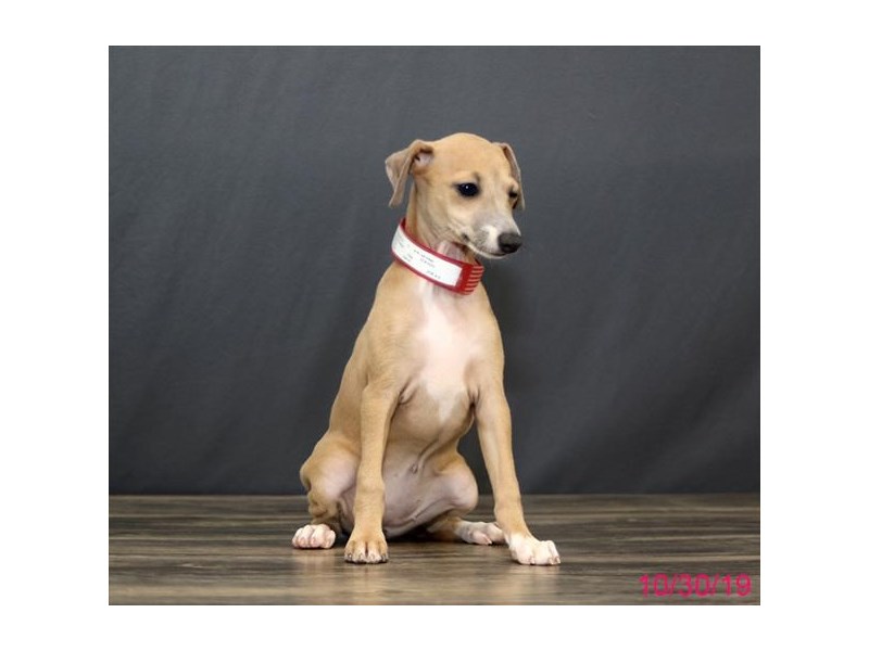 Italian Greyhound Dog Female Blue Fawn 15843