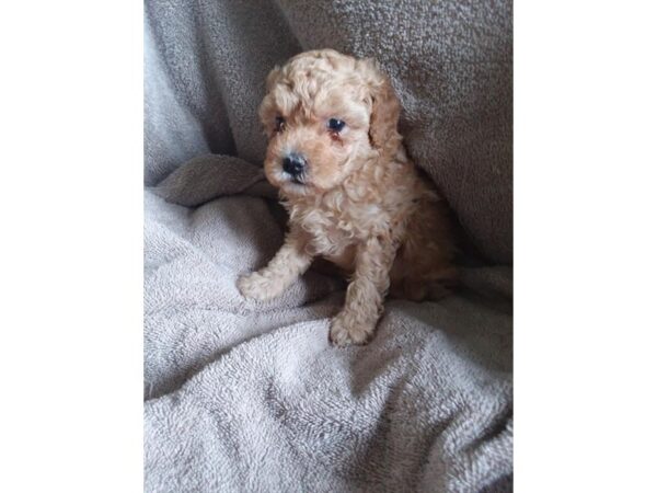 Poodle Mini DOG Female Apricot 15853 Petland Iowa City, Iowa