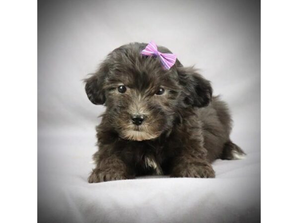 Havanese DOG Female Black 15852 Petland Iowa City, Iowa