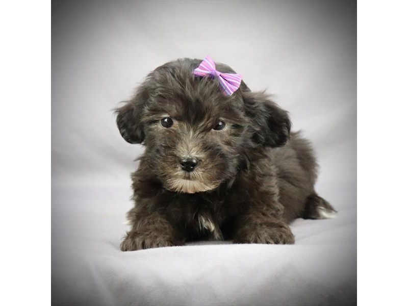 Havanese Dog Female Black 15852