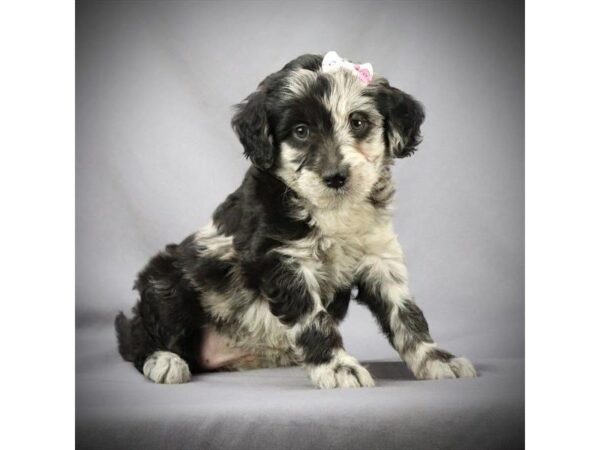 Labrador Retriever/Poodle DOG Female Blue Merle 15857 Petland Iowa City, Iowa