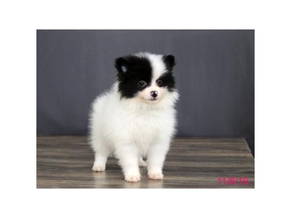 Pomeranian DOG Male Black / White 15862 Petland Iowa City, Iowa